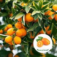 Image result for Tropical Asian Fruit Kumquat