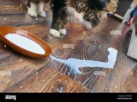 Image result for Cat Drinking Milk