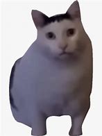 Image result for Uhh Cat Meme