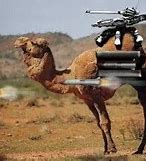 Image result for Tactical Camel