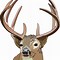 Image result for Deer Broadside Stencil Images