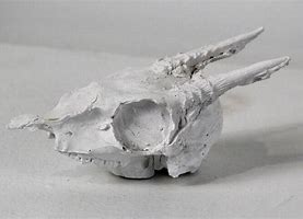 Image result for Dik Dik Skull