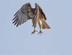 Image result for Juvenile Red-tailed Hawk