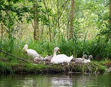 Image result for Swan Nesting Ashtrays