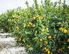 Image result for Lemon Tree with Thorns