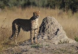 Image result for Botswana Leopard