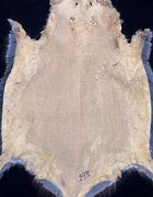 Image result for Muskrat Pelt