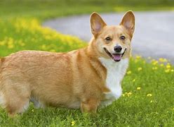 Image result for Corgi Desktop