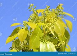 Image result for Cinnamon Camphor Tree