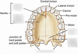 Image result for Palate Shape