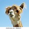 Image result for Alpaca Long Hair