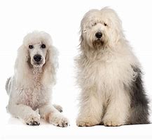 Image result for Sheepadoodle Images