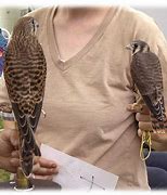 Image result for Kestrel Falconry