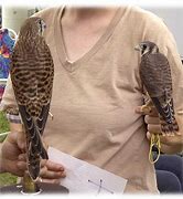 Image result for Kestrel Falcon Hawk