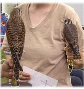 Image result for Kestrel Hawk Female HD