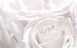 Image result for White Rose with Sage Background