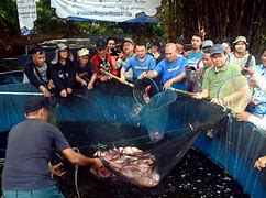 Image result for Panen Ikan Nila