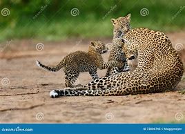 Image result for Leopard Cubs Playing