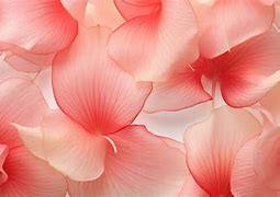 Image result for Flowerr Petal Pattern