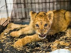 Image result for Starved Lion