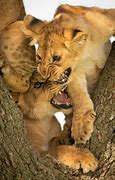 Image result for Lion Protecting Cub Pic