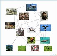 Image result for Food Web Template