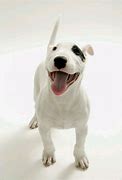 Image result for Friendly Bull Terrier