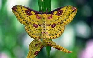 Image result for butterfly wings patterns