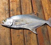 Image result for Leerfish