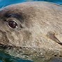 Image result for Pinniped Rookeries