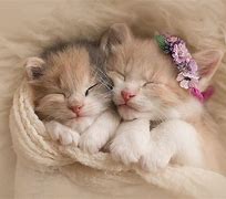 Image result for Cool Kitten Wallpaper