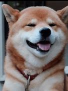 Image result for Fluffy Doggo