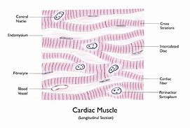 Image result for Cardiac Muscle Bundles