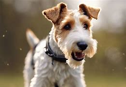 Image result for Baby Fox Terrier