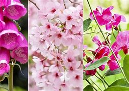 Image result for Fun Flowers Pink