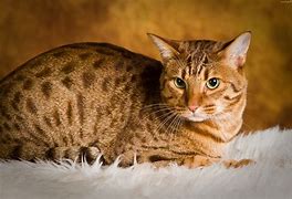 Image result for Dappled Red Cat