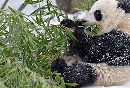 Image result for Panda Eating Grass