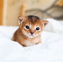 Image result for Cute Smol Smiling Cat