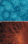 Image result for Stem Cell Function