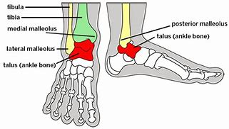 Image result for Tendons Near Lateral Malleolus