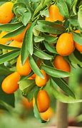 Image result for Kumquat Tree Indoor