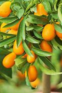 Image result for Maryland Tree Kumquat