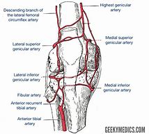 Image result for Posterior Knee Joint