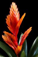 Image result for Bromeliad