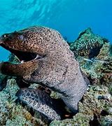 Image result for A Moray Eel