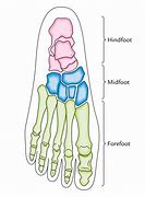 Image result for 3 Arches of the Foot