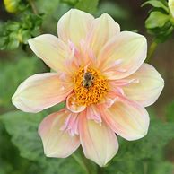 Image result for Apple Blossom Dahlia