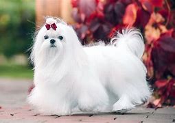 Image result for Small White Dog Breed Maltese