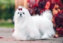 Image result for White Maltese Dog