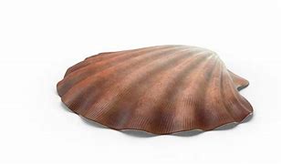 Image result for Clam Shell in Square Pixels